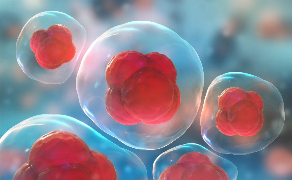 Фитостволовые клетки в косметике